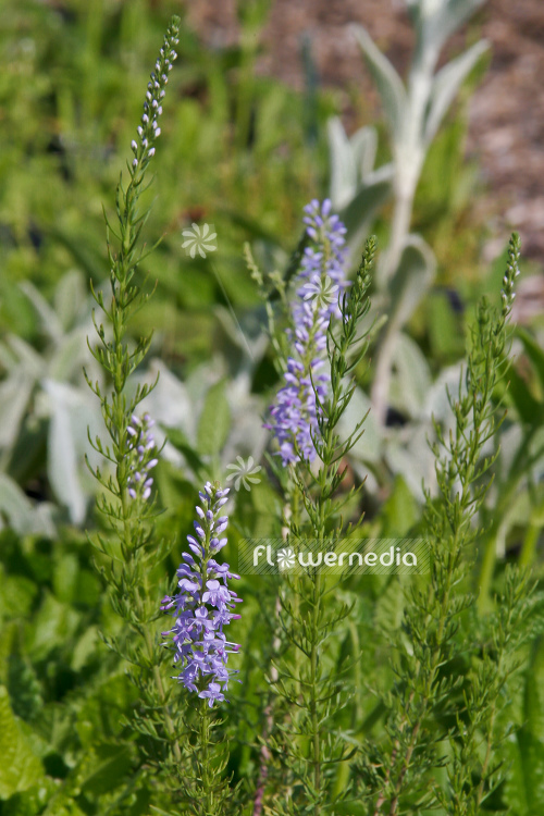 Veronica pinnata 'Blue Feathers' - Speedwell (105157)