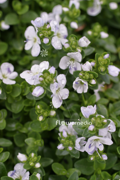 Veronica repens - Corsican speedwell (105159)