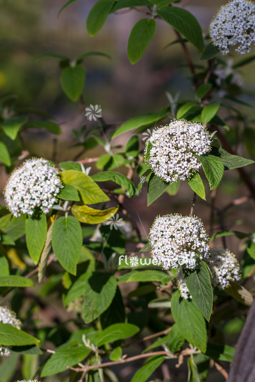Viburnum buddlejifolium - Arrowwood (105163)