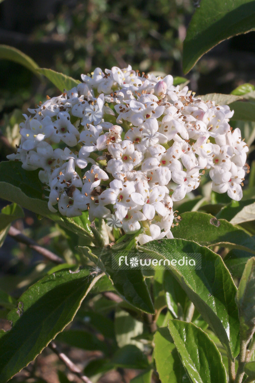 Viburnum 'Eskimo' - Arrowwood (105164)