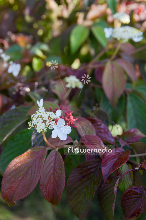 Viburnum plicatum f. tomentosum - Japanese snowball tree (105167)