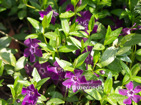 Vinca minor 'Atropurpurea' - Purple-flowered periwinkle (102053)