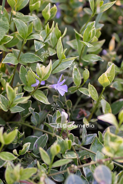 Vinca minor 'Aureovariegata' - Yellow-leaved periwinkle (105174)