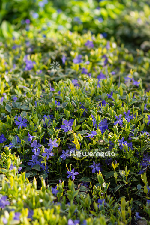 Vinca minor 'Aureovariegata' - Yellow-leaved periwinkle (105175)