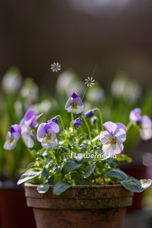 Viola cornuta - Horned pansy | Cultivar (105647)