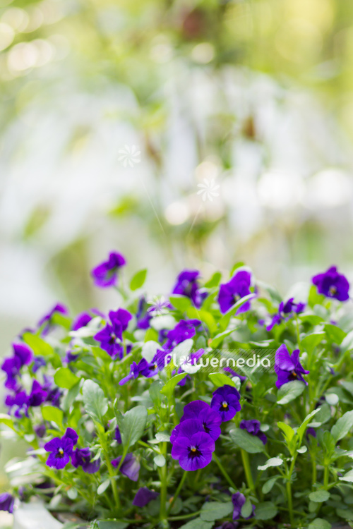Viola cornuta - Horned pansy | Cultivar (105653)