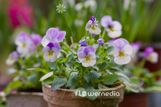 Viola cornuta - Horned pansy | Cultivar (105656)