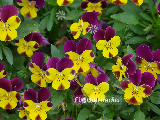 Viola cornuta - Horned pansy (102054)