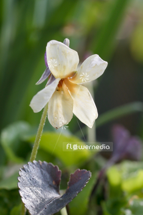 Viola odorata 'Sulphurea' - Yellow-flowered sweet violet (105179)