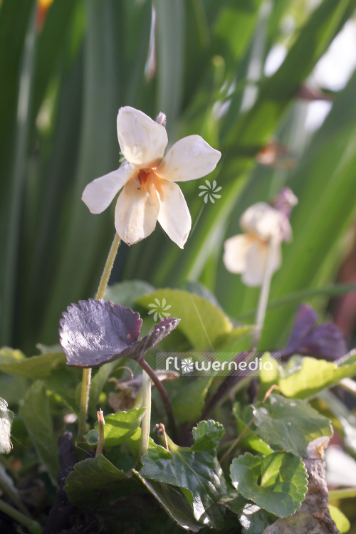 Viola odorata 'Sulphurea' - Yellow-flowered sweet violet (105180)
