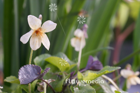 Viola odorata 'Sulphurea' - Yellow-flowered sweet violet (105181)