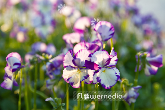 Viola 'Rebecca' - Large-flowered sweet violet (105658)