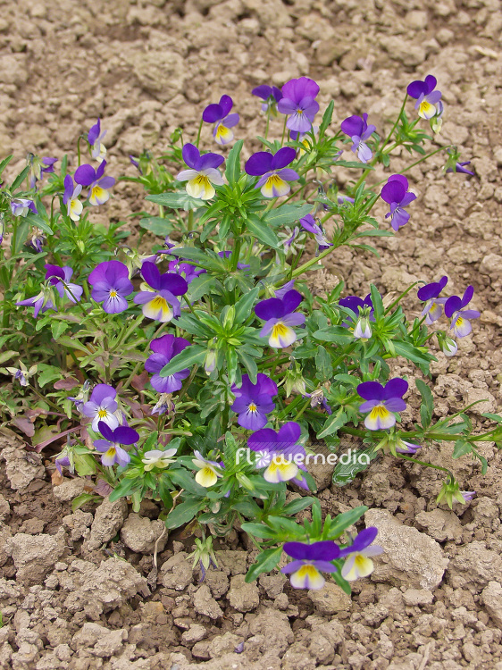 Viola tricolor - Wild pansy (102059)