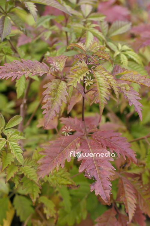 Vitex negundo - Chinese chaste tree (105197)