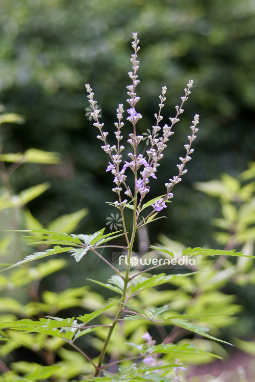 Vitex negundo - Chinese chaste tree (105198)