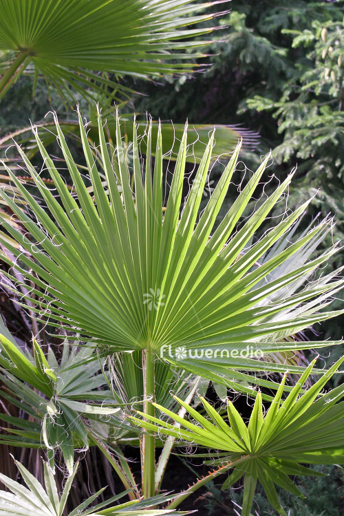 Washingtonia robusta - Mexican Fan Palm (105201)