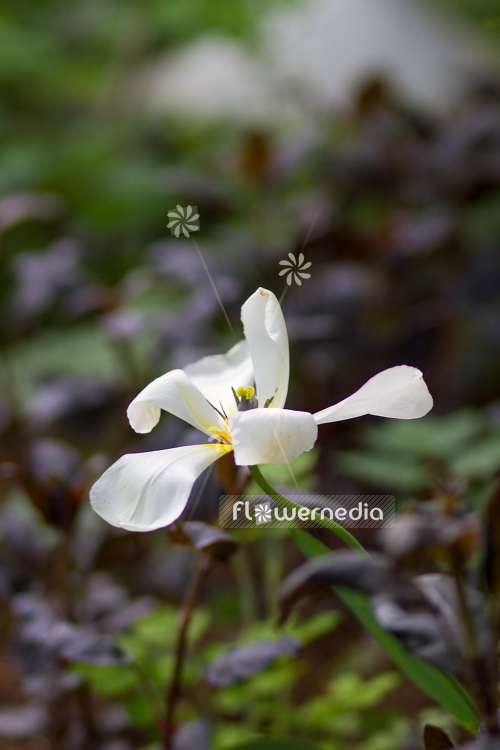White Tulip (106246)