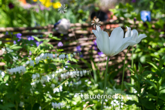 White Tulip (106247)