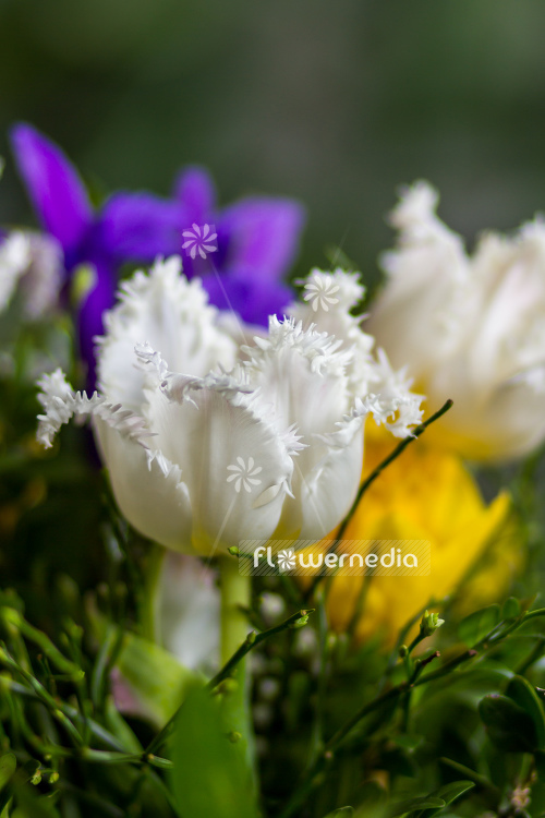 White Tulip with fringed flowers (106245)