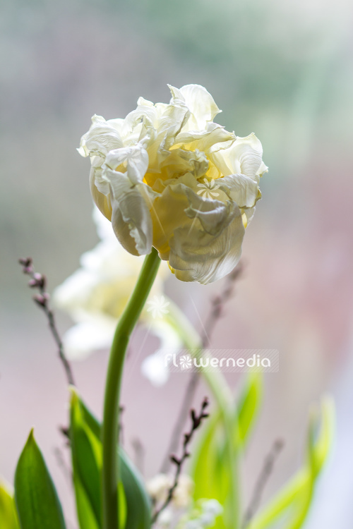 White Tulip with full flowers (106244)