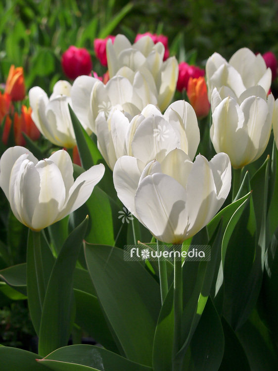White Tulips (106240)