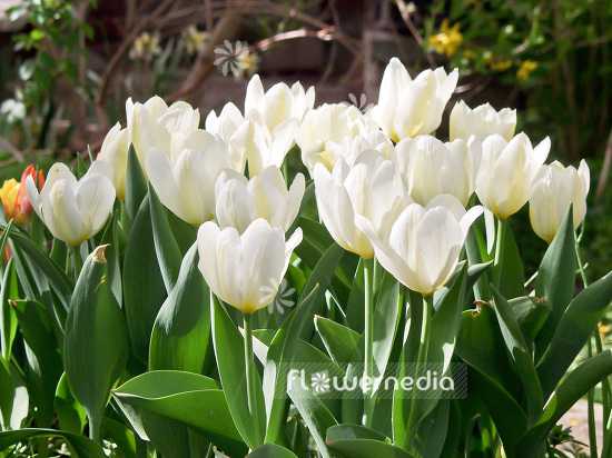 White Tulips (106241)