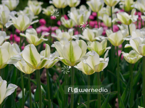 White Tulips (106242)