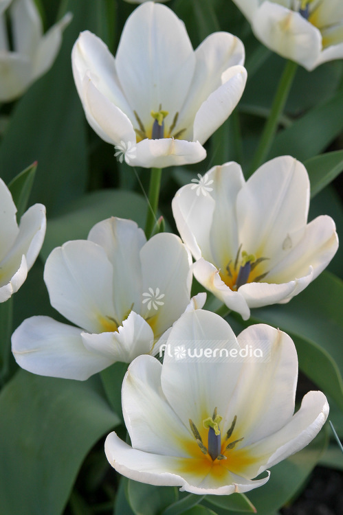White Tulips (106243)