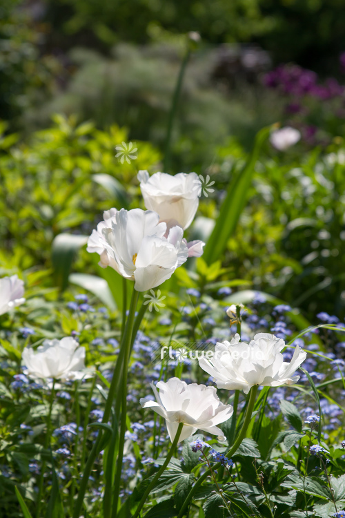 White Tulips (106389)