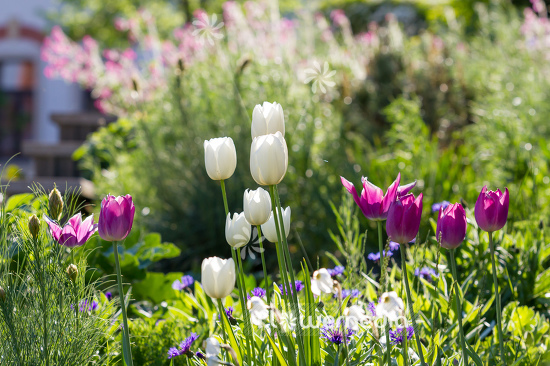 White tulips in flower bed. (106248)