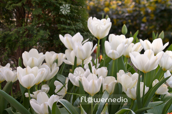 White tulips in flower bed. (106250)