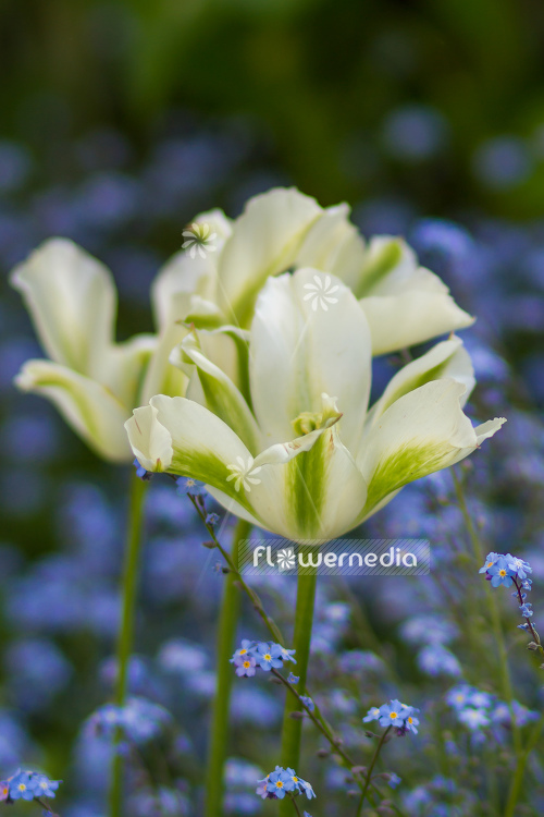 White-flowered Tulip (106253)