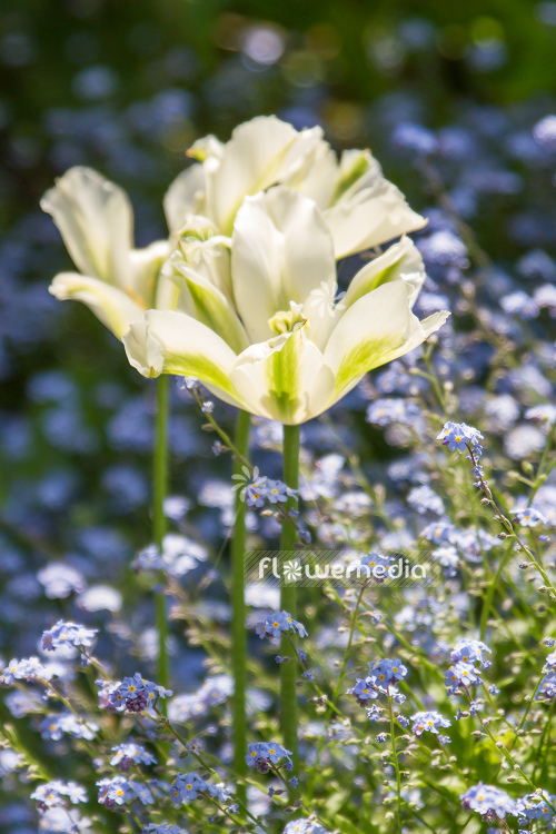 White-flowered Tulip (106254)