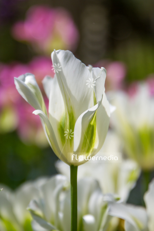 White-flowered Tulip (106255)
