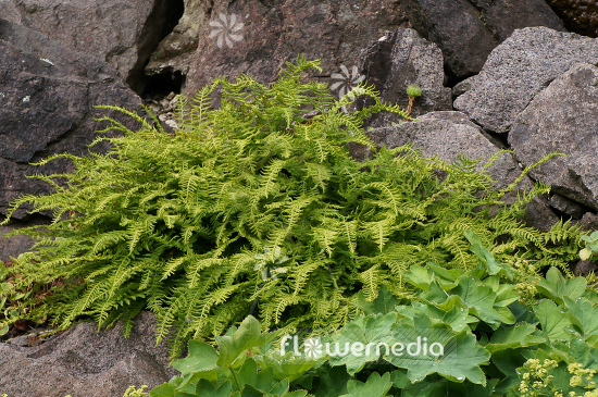 Woodsia fragilis - Cliff fern (105204)