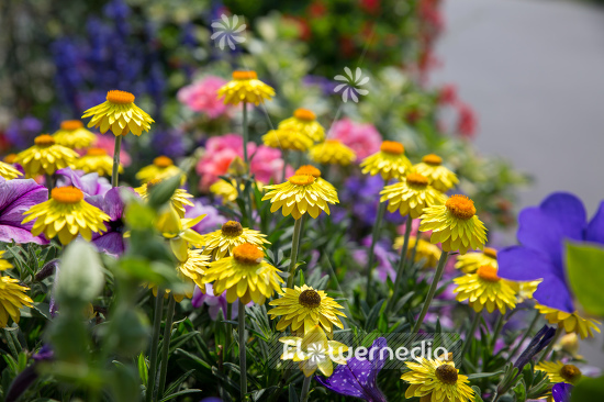 Xerochrysum bracteatum - Everlasting flower | Cultivar (110663)