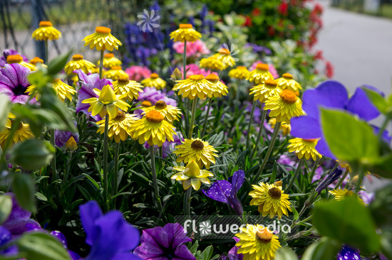 Xerochrysum bracteatum - Everlasting flower | Cultivar (110664)