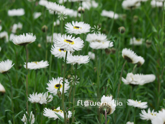 Xerochrysum bracteatum - Everlasting flower (109715)