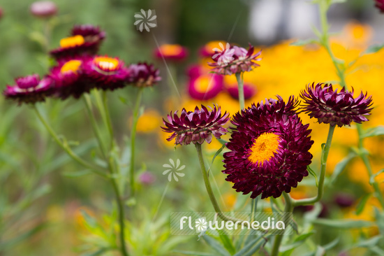 Xerochrysum bracteatum - Everlasting flower (110441)