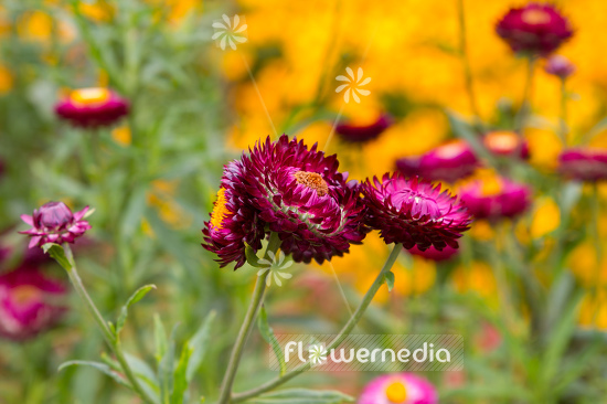 Xerochrysum bracteatum - Everlasting flower (110442)