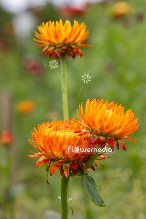 Xerochrysum bracteatum - Everlasting flower (110443)