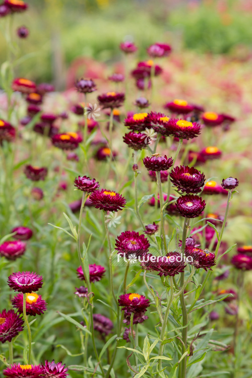 Xerochrysum bracteatum - Everlasting flower (110446)