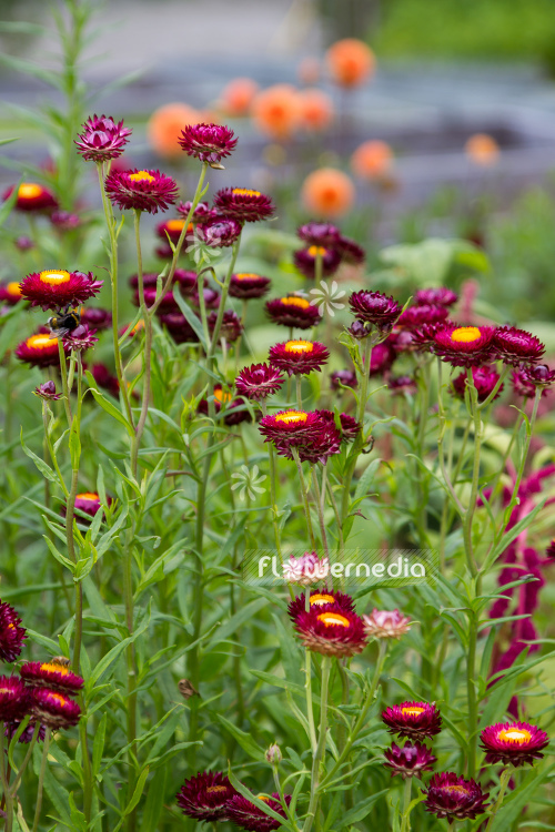 Xerochrysum bracteatum - Everlasting flower (110449)
