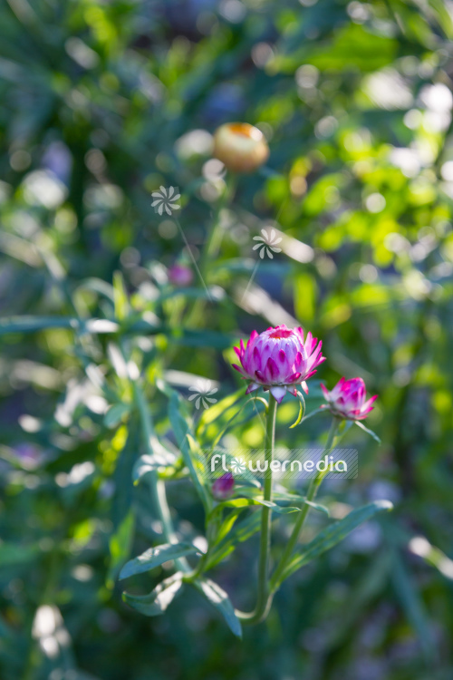 Xerochrysum bracteatum - Everlasting flower (110450)