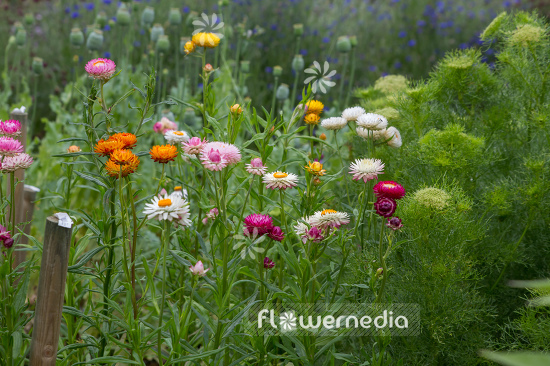 Xerochrysum bracteatum - Everlasting flower (110452)
