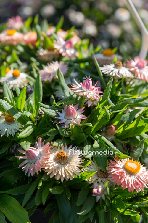 Xerochrysum bracteatum 'Xagros Sushi' - Everlasting flower (110458)