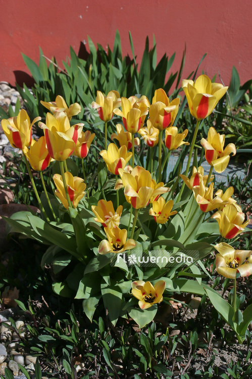 Yellow Tulips (106346)