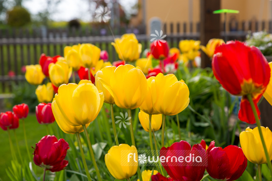 Yellow tulips in flower bed. (106229)