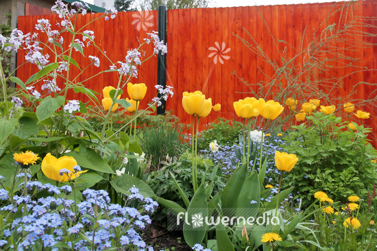 Yellow tulips in flower bed. (106230)