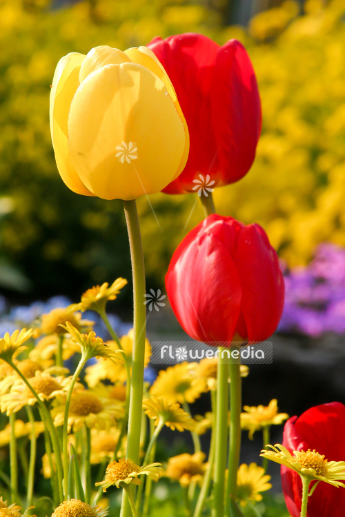 Yellow tulips in flower bed. (106231)